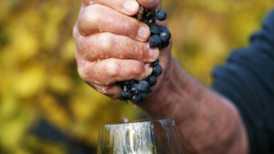 O que é Vinho Biodinâmico, Orgânico, Natural e Sustentável?