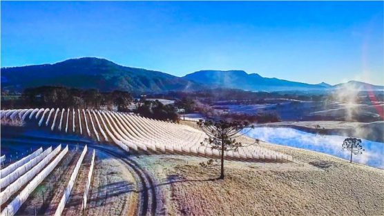Vinhos da Serra Catarinense: Seleção especial com 18 rótulos de altitude!
